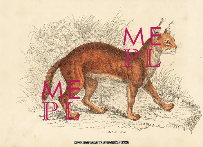 : Caracal, Caracal caracal : Caracal, Caracal caracal