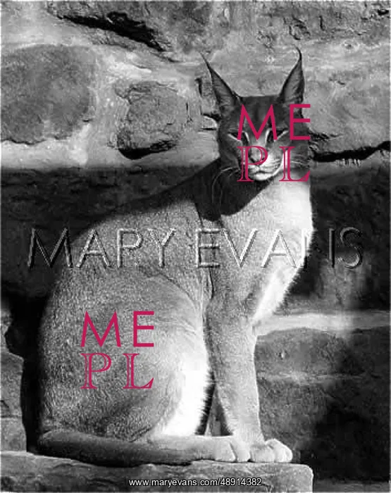 : CARACAL LYNX CAT : CARACAL LYNX CAT