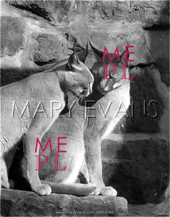 : Caracal Lynx cats : Caracal Lynx cats