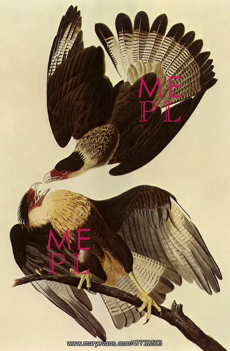  : Caracaras
