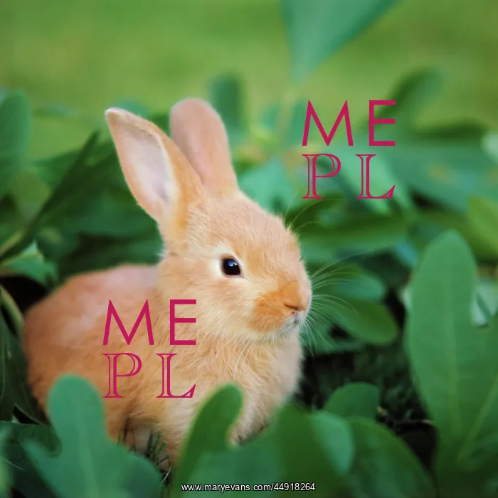  : Caramel Colored Baby Rabbit