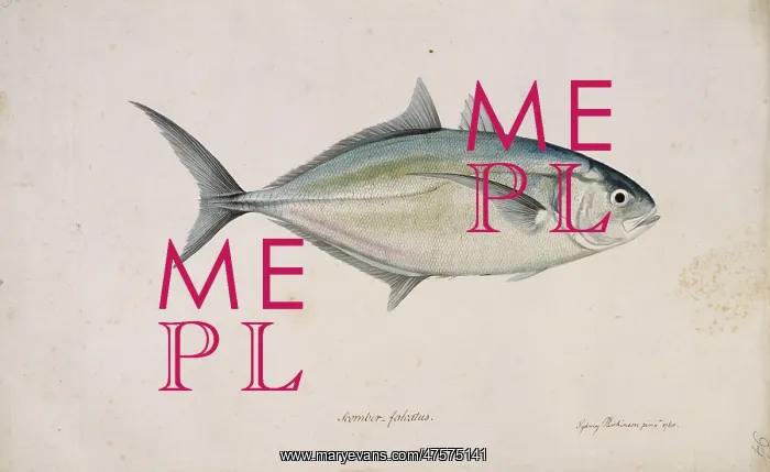 : Carangoides crysos, blue runner : Carangoides crysos, blue runner