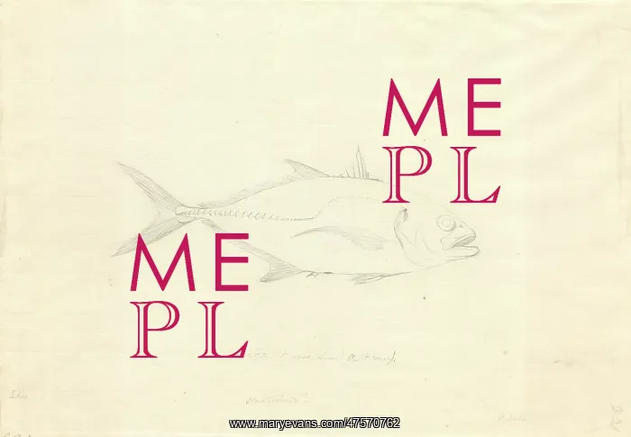: Caranx hippos, Crevalle jack : Caranx hippos, Crevalle jack