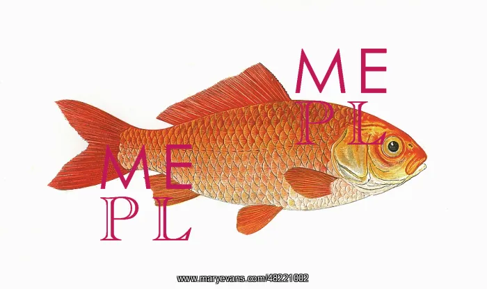: Carassius auratus auratus, or Goldfish : Carassius auratus auratus, or Goldfish
