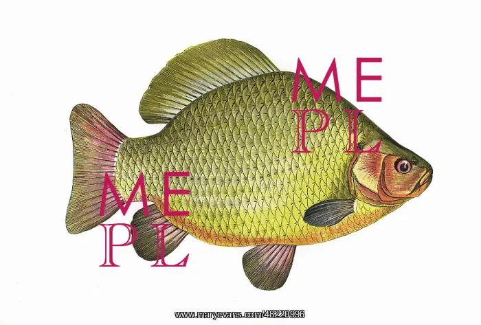 : Carassius carassius, or Crucian Carp : Carassius carassius, or Crucian Carp