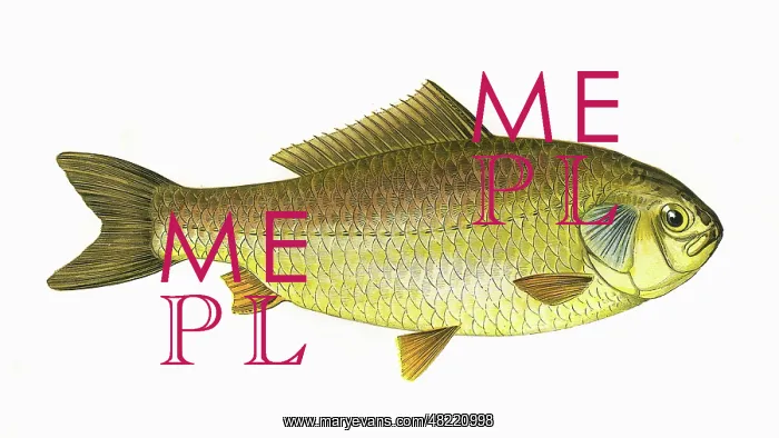 : Carassius gibelio, or Prussian Carp : Carassius gibelio, or Prussian Carp