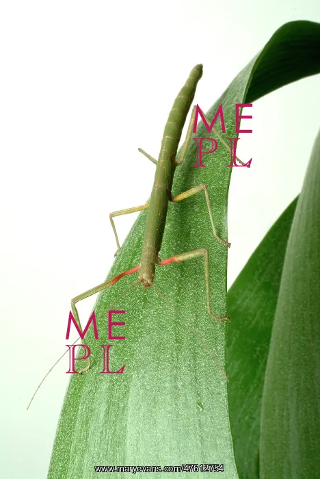 : Carausius morosus, Indian stick insect : Carausius morosus, Indian stick insect
