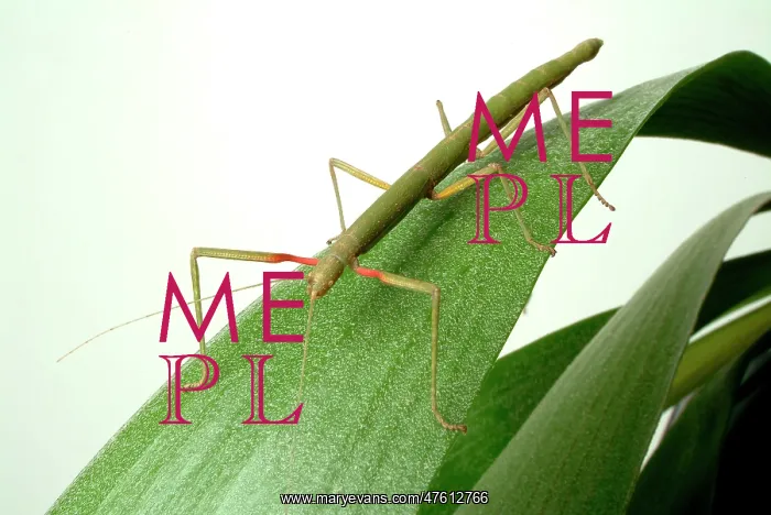 : Carausius morosus, Indian stick insect : Carausius morosus, Indian stick insect
