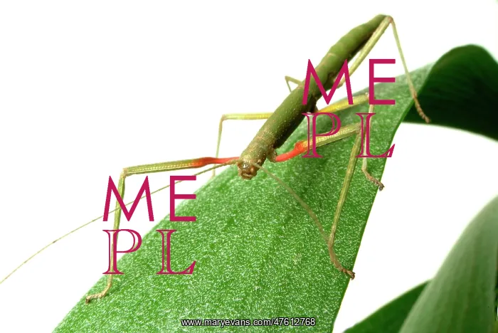 : Carausius morosus, Indian stick insect : Carausius morosus, Indian stick insect