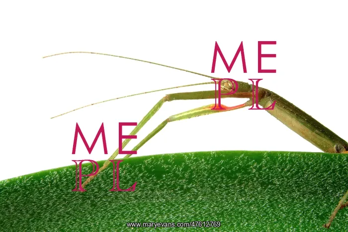 : Carausius morosus, Indian stick insect : Carausius morosus, Indian stick insect