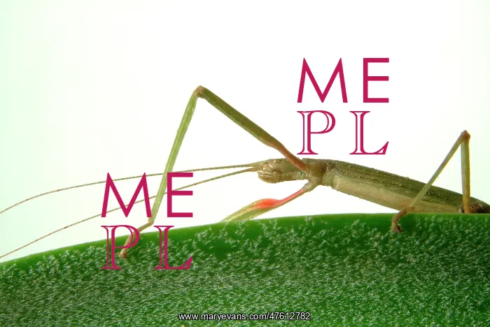 : Carausius morosus, Indian stick insect : Carausius morosus, Indian stick insect