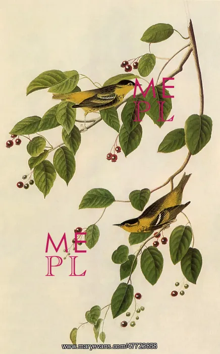 : Carbonated Warbler, Dendroica carbonata : Carbonated Warbler, Dendroica carbonata