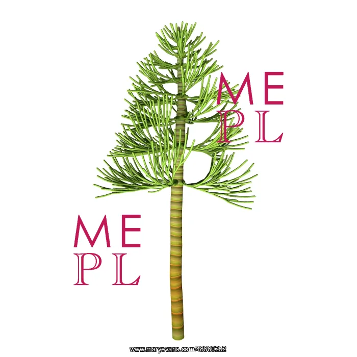 : Carboniferous pine tree : Carboniferous pine tree