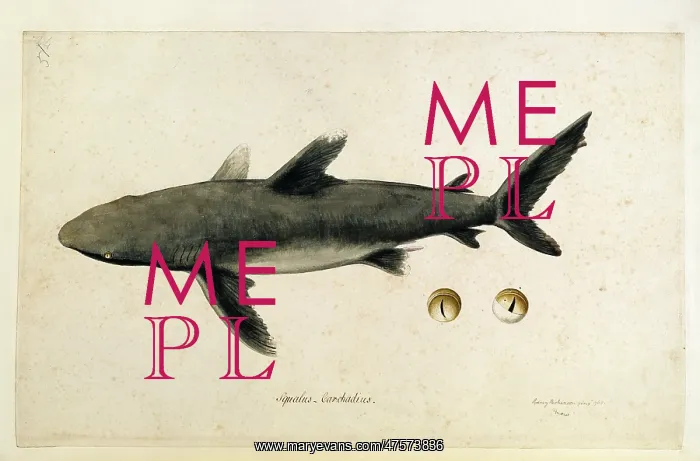 : Carcharhinus sp : Carcharhinus sp