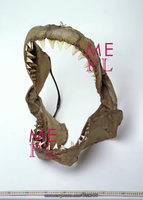 : Carcharodon carcharias, great white shark : Carcharodon carcharias, great white shark