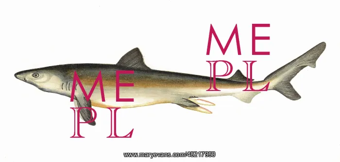 : Carcharodon carcharias, or great white shark : Carcharodon carcharias, or great white shark