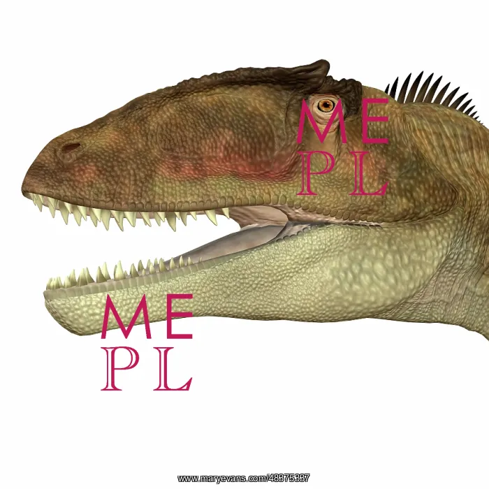 : Carcharodontosaurus dinosaur head : Carcharodontosaurus dinosaur head