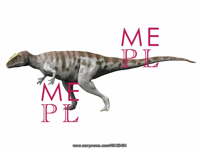: Carcharodontosaurus iguidensis, Late Cretaceous of Niger : Carcharodontosaurus iguidensis, Late Cretaceous of Niger