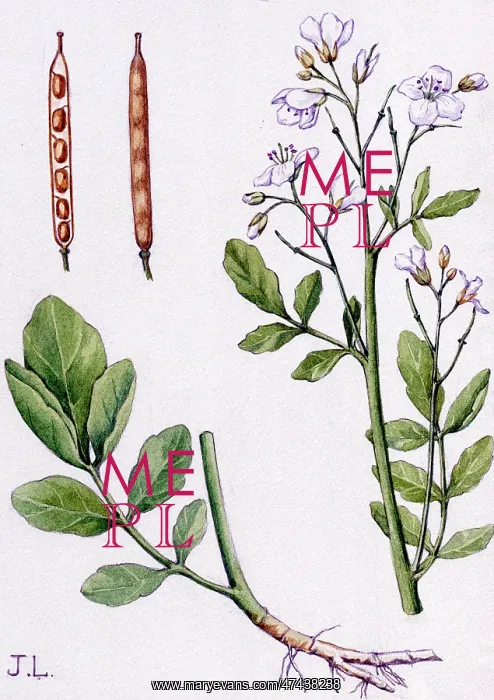  : Cardamine amara