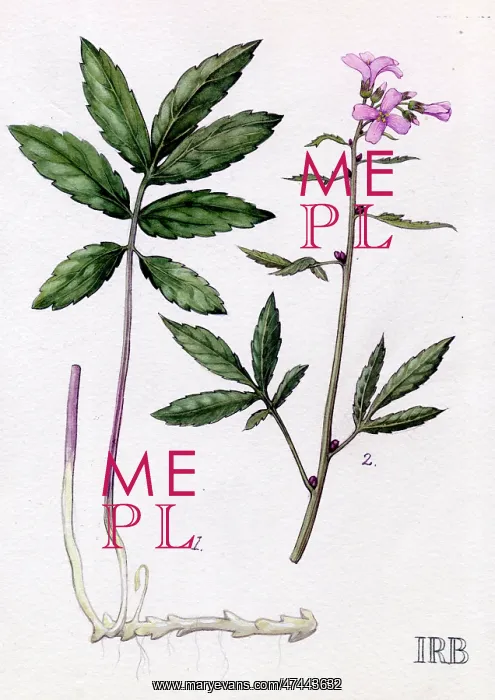  : Cardamine bulbifera