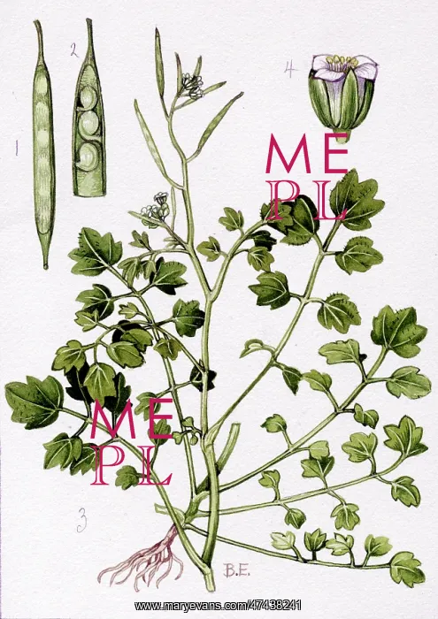 : Cardamine flexuosa