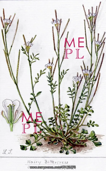  : Cardamine hirsuta