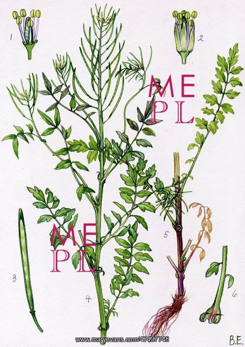  : Cardamine impatiens