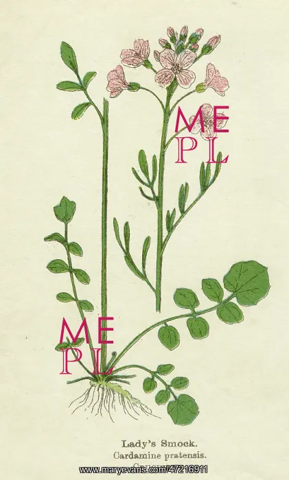: CARDAMINE PRATENSIS : CARDAMINE PRATENSIS