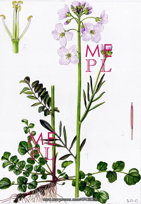  : Cardamine pratensis