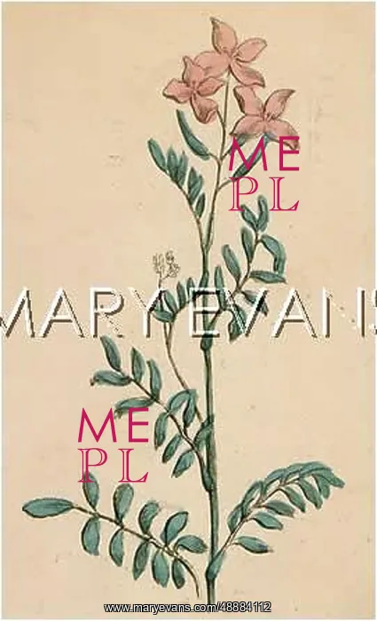  : CARDAMINE PRATENSIS