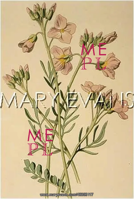  : CARDAMINE PRATENSIS