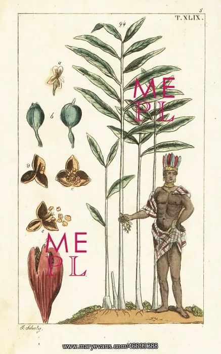 : Cardamom tree, Elettaria cardamomum : Cardamom tree, Elettaria cardamomum