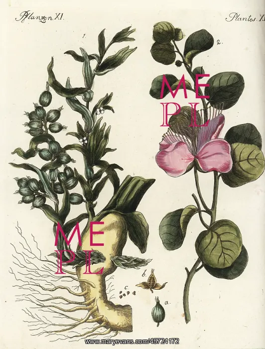 : Cardamon and caper plants : Cardamon and caper plants
