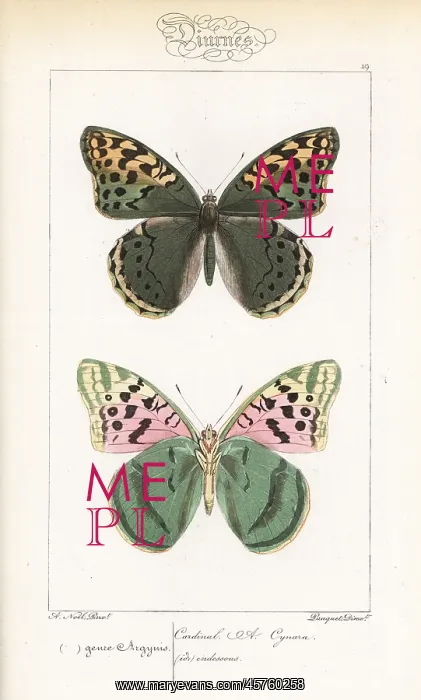 : Cardinal butterfly, Argynnis pandora : Cardinal butterfly, Argynnis pandora
