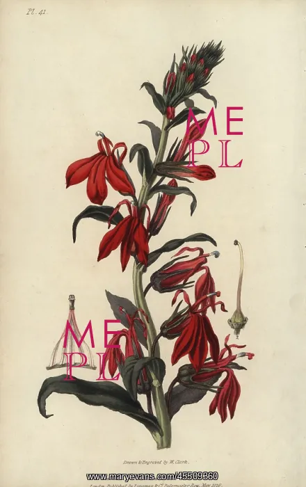 : Cardinal flower, Lobelia cardinalis : Cardinal flower, Lobelia cardinalis