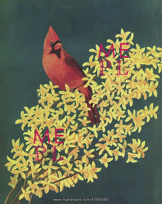  : Cardinal on Flowers
