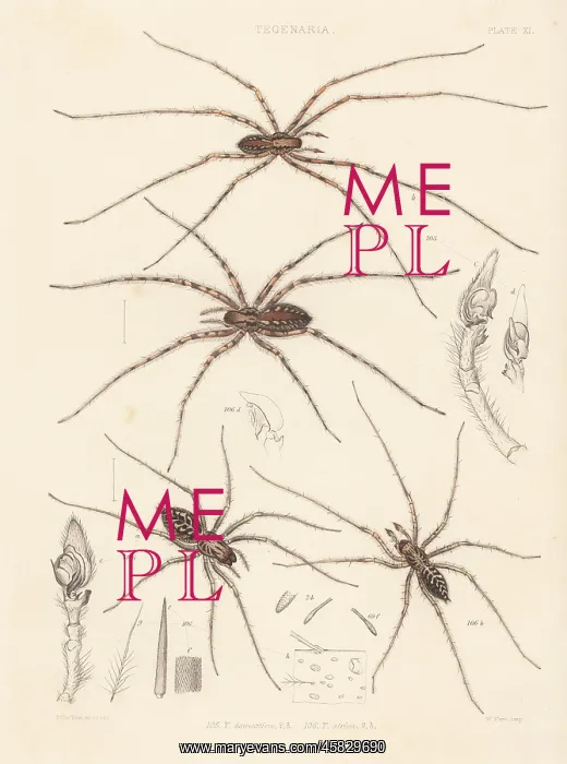 : Cardinal spider and giant house spider : Cardinal spider and giant house spider