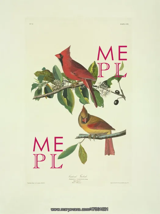 : Cardinalis cardinalis, northern cardinal : Cardinalis cardinalis, northern cardinal