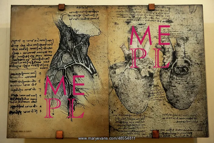 : Cardiovascular system Leonardo da vinci's drawing : Cardiovascular system Leonardo da vinci's drawing