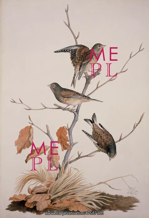 : Carduelis cannabina, common linnet : Carduelis cannabina, common linnet