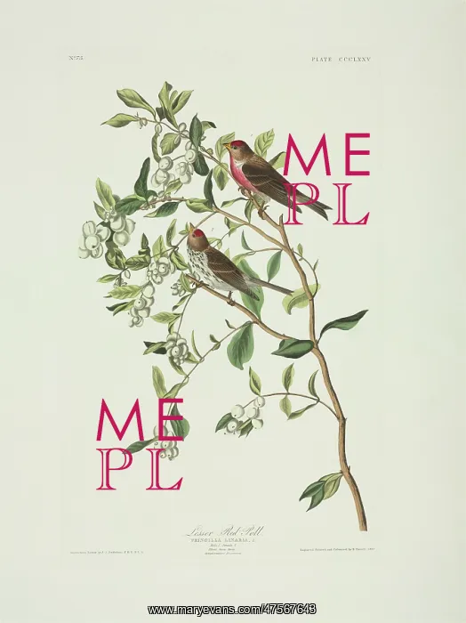 : Carduelis flammea, common redpoll : Carduelis flammea, common redpoll