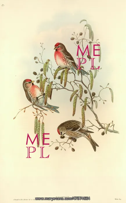 : Carduelis flammea, common redpoll : Carduelis flammea, common redpoll
