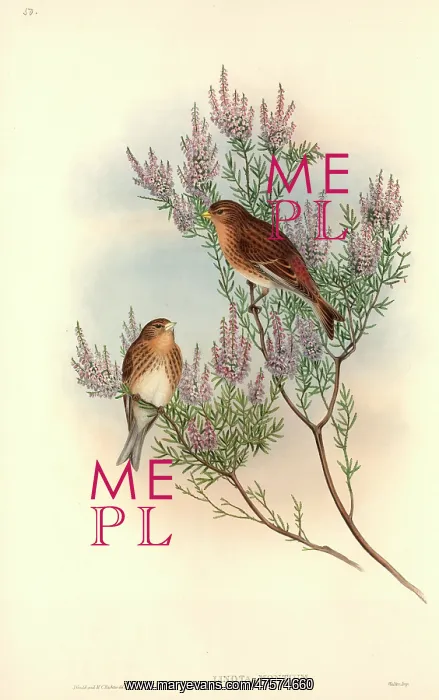 : Carduelis flavirostris, twite : Carduelis flavirostris, twite