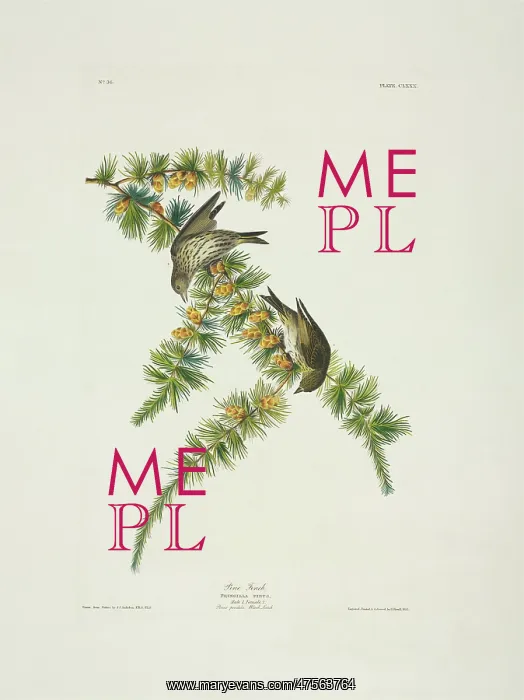 : Carduelis pinus, pine siskin : Carduelis pinus, pine siskin