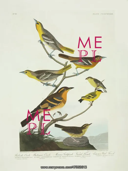: Carduelis psaltria, Icterus galbula, I. Bullockii, Seiurus n : Carduelis psaltria, Icterus galbula, I. Bullockii, Seiurus n