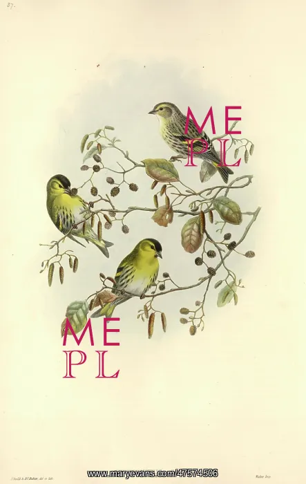: Carduelis spinus, Eurasian siskin : Carduelis spinus, Eurasian siskin