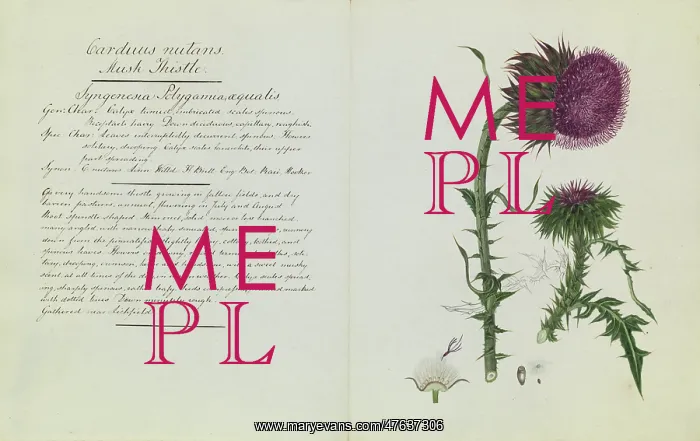 : Carduus nutans, musk thistle : Carduus nutans, musk thistle
