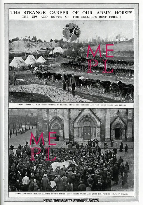 : Career of our army horses 1915 : Career of our army horses 1915