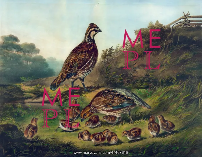  : Cares of a family of game birds