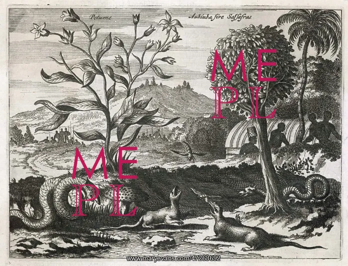 : CARIBBEAN LANDSCAPE 1520 : CARIBBEAN LANDSCAPE 1520